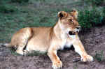 La faune africaine au Kenya: photo de lion. Cliquer pour agrandir
