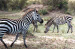 La faune africaine au Kenya: photo de zbre. Cliquer pour agrandir
