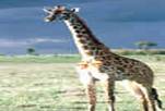 La faune africaine au Kenya: photo de girafe. Cliquer pour agrandir