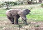 La faune africaine au Kenya: photo d'lphant. Cliquer pour agrandir