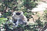La faune africaine au Kenya: photo de singe. Cliquer pour agrandir